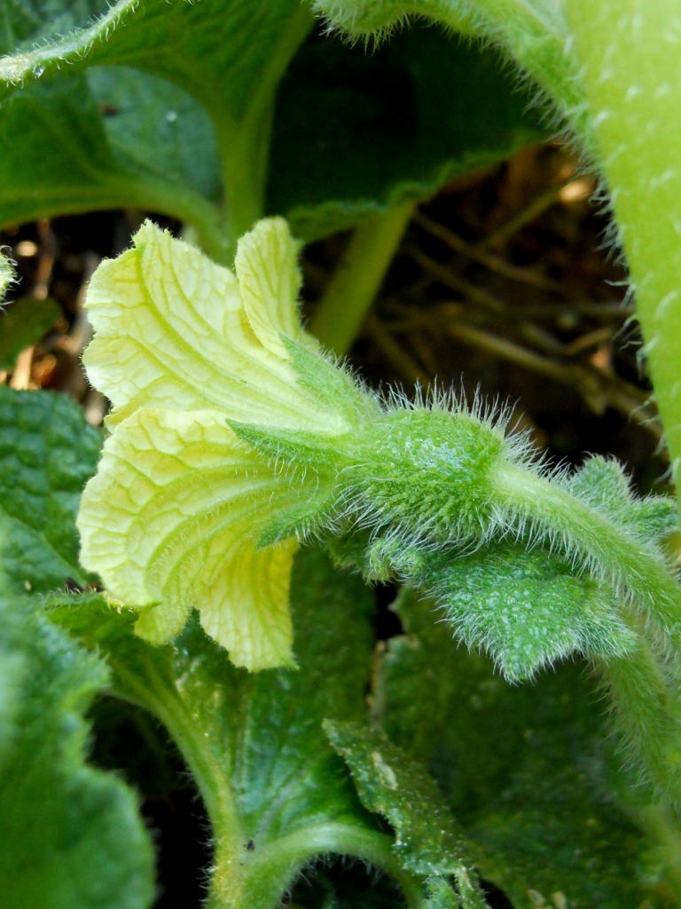 Fiore giallo - Ecballium elaterium